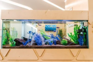 Banyule Dental Clinic Aquarium